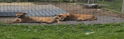 Belgian Shepherd Dog dogs for sale: Belgian Malinois puppies - 6 months old in Tonbridge - Advert 10