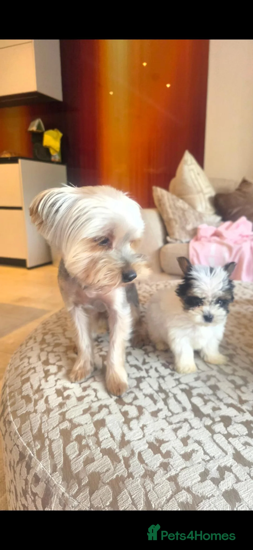 Biewer Terrier dogs for sale: Biewer terrier 14 weeks - Advert 2