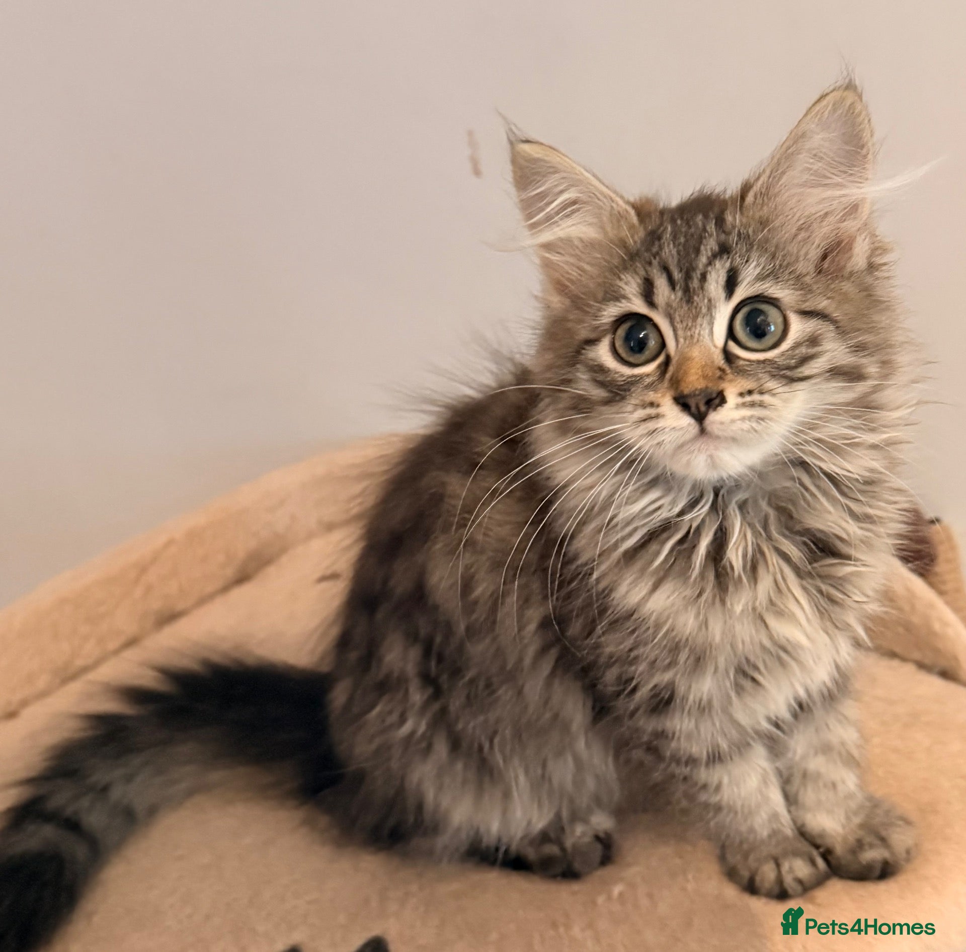 Siberian cats NEW LITTERS imported lines Siberian kittens - Advert 1