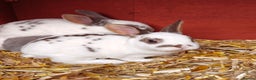 Rex rabbits for sale: Mini Rex Does - Advert 18
