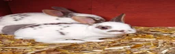 Rex rabbits for sale: Mini Rex Does - Advert 15