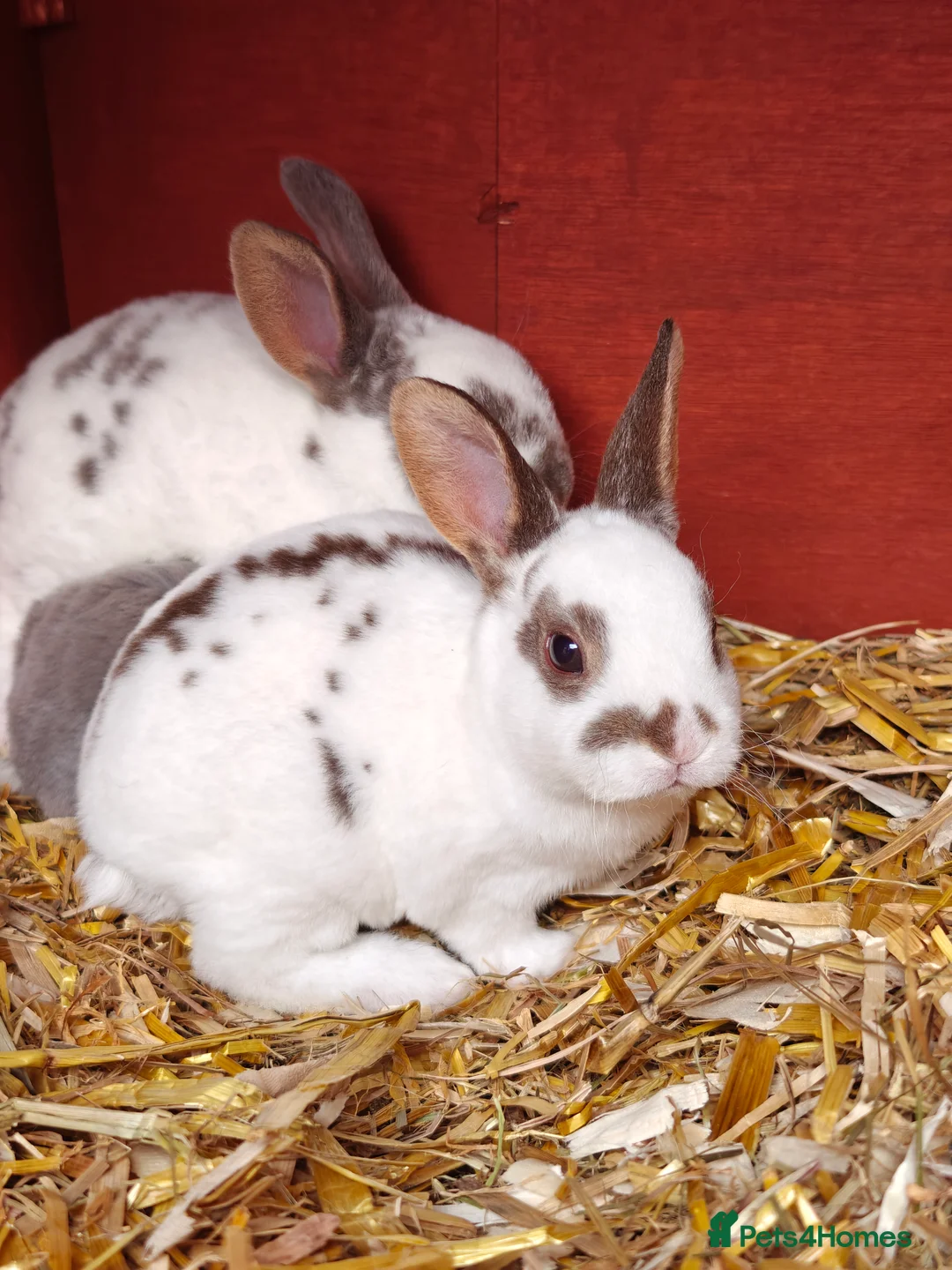 Rex rabbits for sale: Mini Rex Does - Advert 15