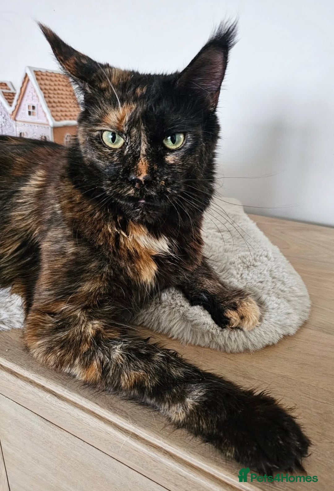 Maine Coon cats for sale: Maine Coon kittens looking for loving homes - Advert 7