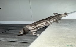 Bengal cats for sale: Male Snow bengal - Image 4