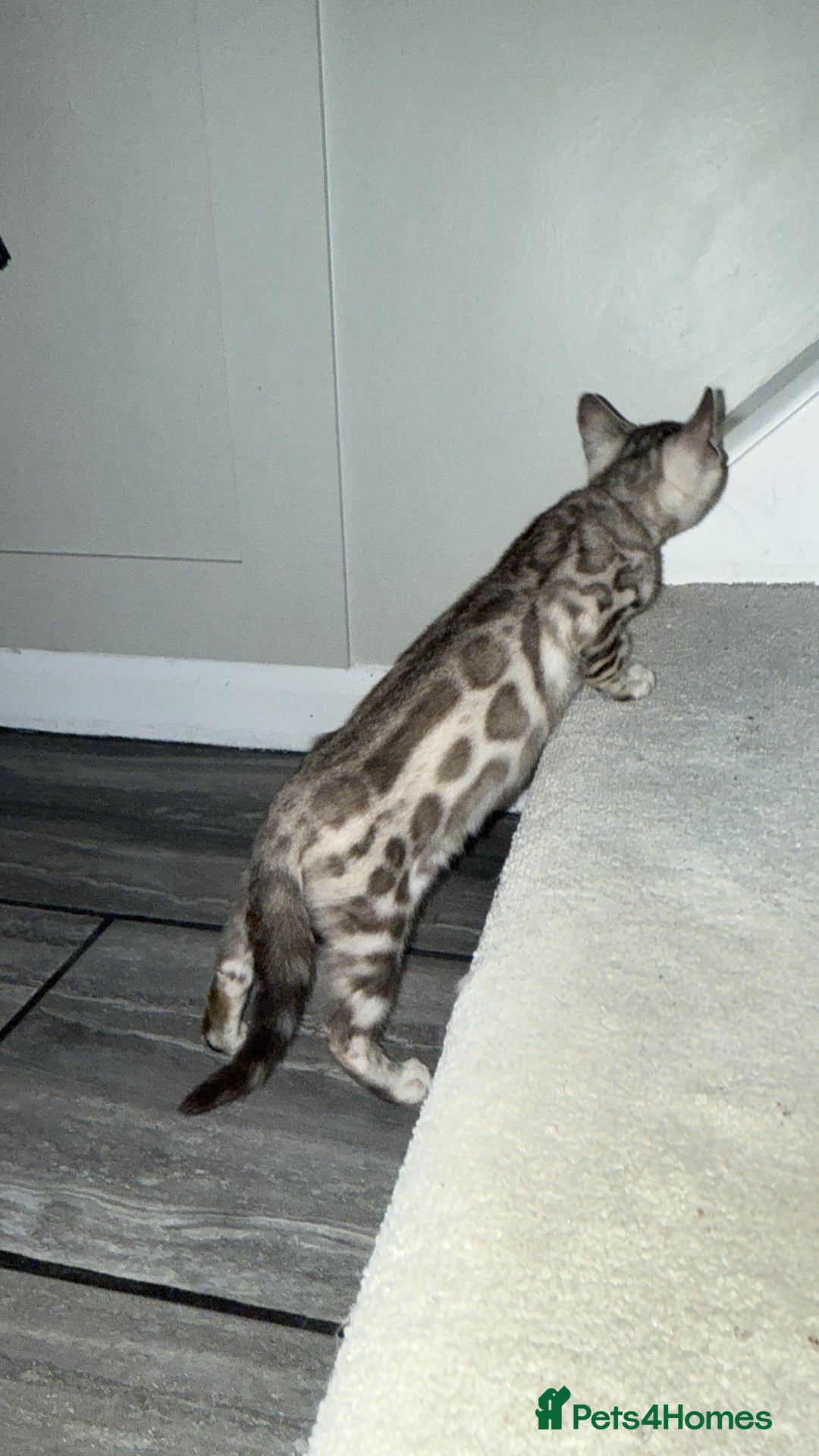 Bengal cats for sale: Male Snow bengal - Image 4