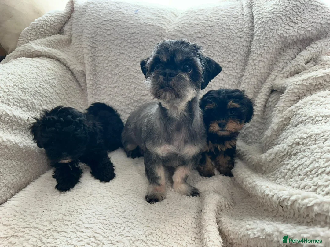 Shihpoo dogs for sale: Shihpoo pups - Advert 5