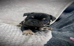 French Bulldog dogs for sale: Gorgeous Puppies ready to be reserved  - Image 9