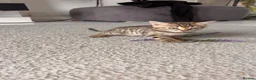 Bengal cats for sale: Bengal X Kittens READY TO GO in London - Advert 7