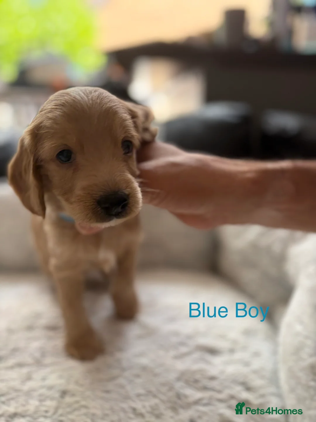 Cockapoo dogs for sale: F2 Cockapoo Puppies - Home Bred - Advert 24