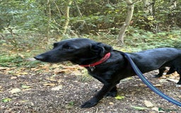 Labrador Retriever dogs for adoption: Pixie - Badersfield Norfolk  - Image 13