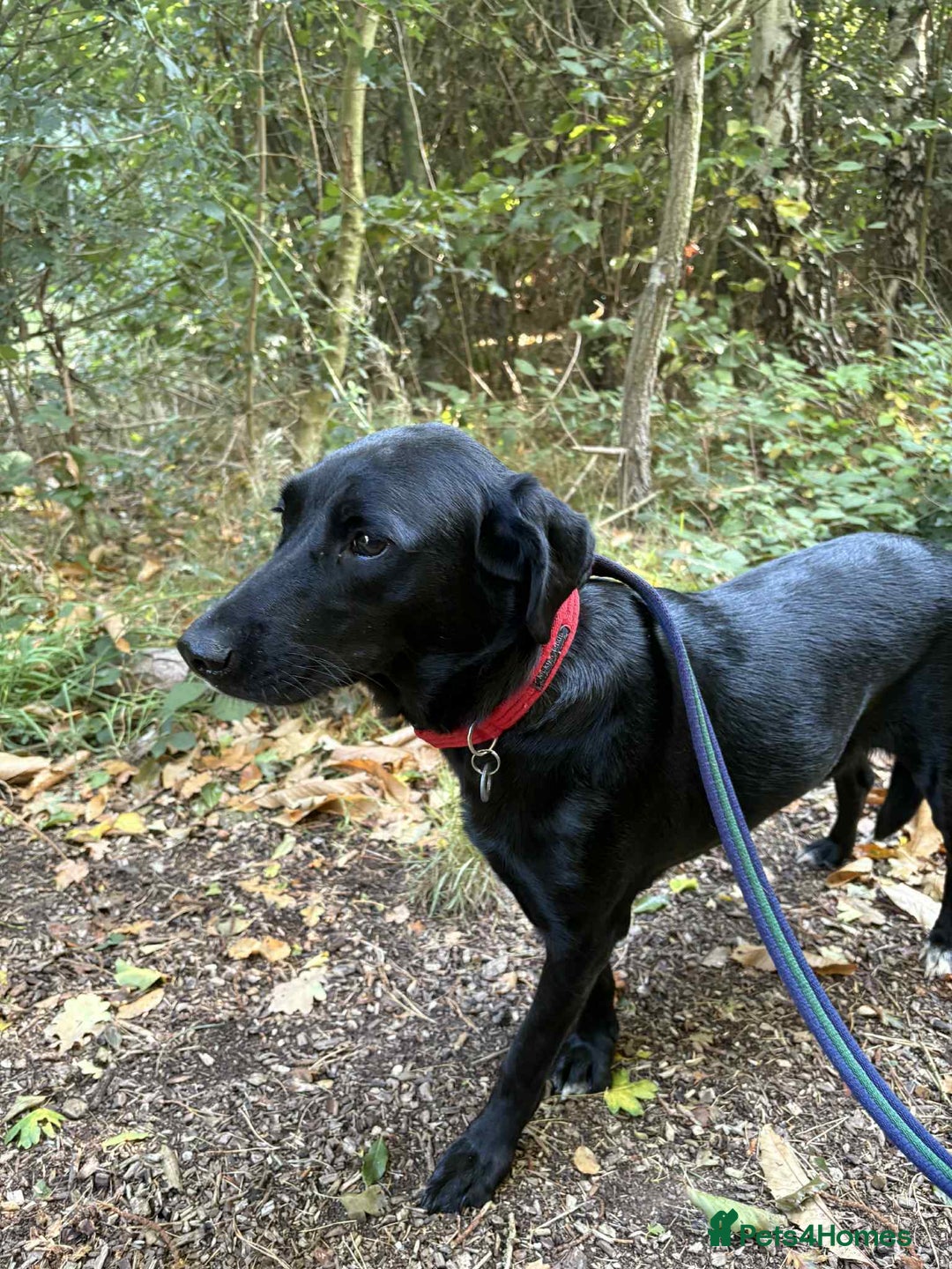 Labrador Retriever dogs for adoption: Pixie - Badersfield Norfolk  - Image 13