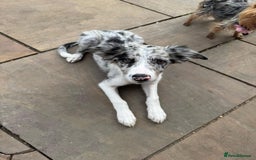 Border Collie dogs for sale: Border Collie puppy looking 4 loving forever home in Southampton - Image 6