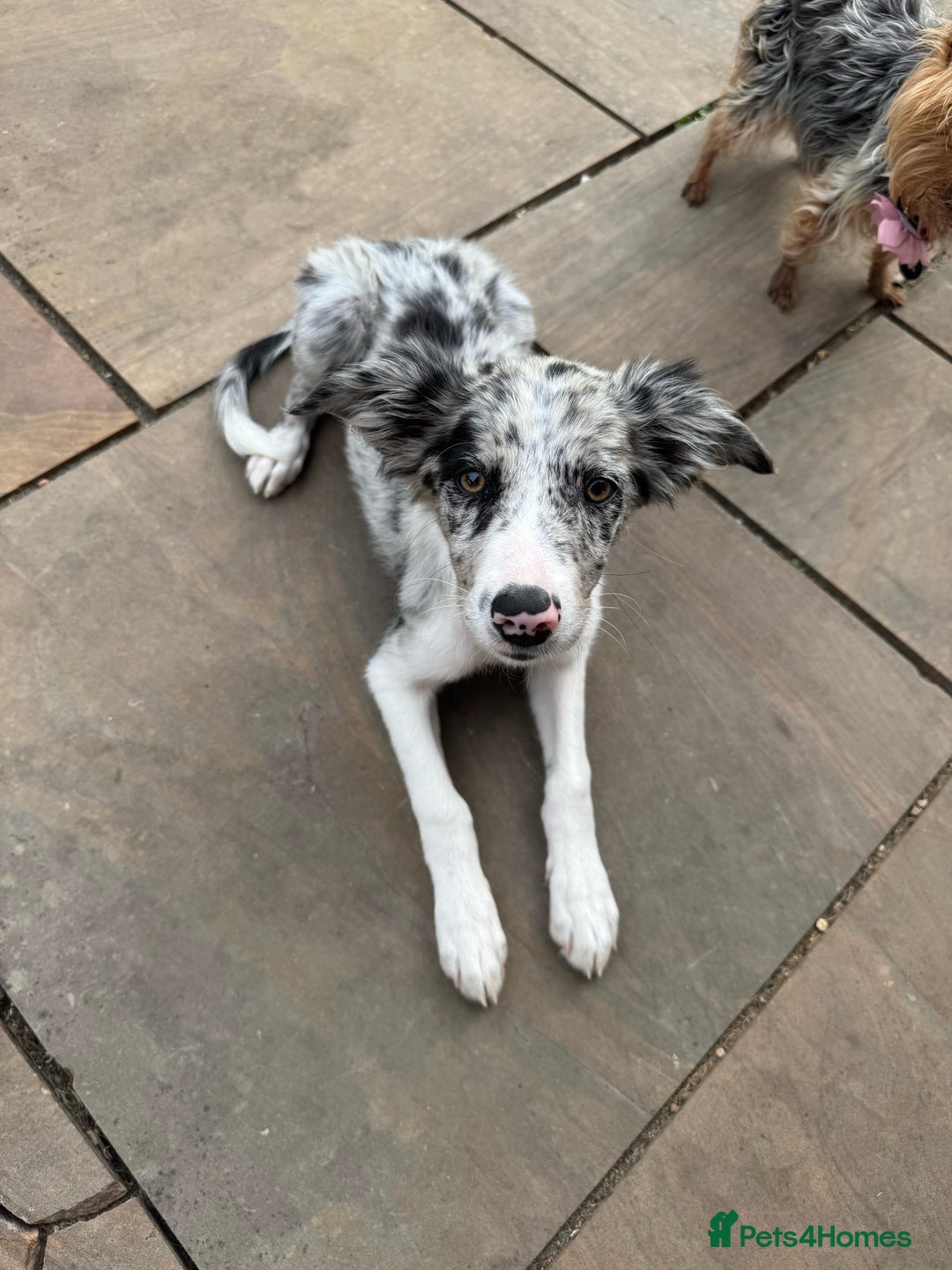 Border Collie dogs for sale: Border Collie puppy looking 4 loving forever home in Southampton - Image 6