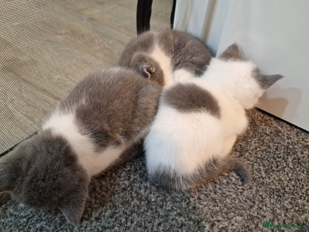 RagaMuffin cats for sale: 3 grey and white female kittens  - Image 9