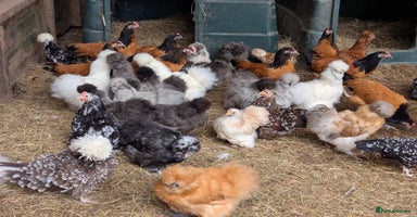 Chickens poultry - Advert 16