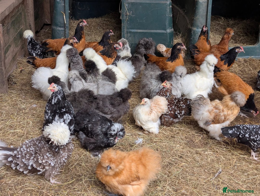 Chickens poultry for sale: Beautiful POL Pullets USA Silkies, Polish bantams  - Image 2
