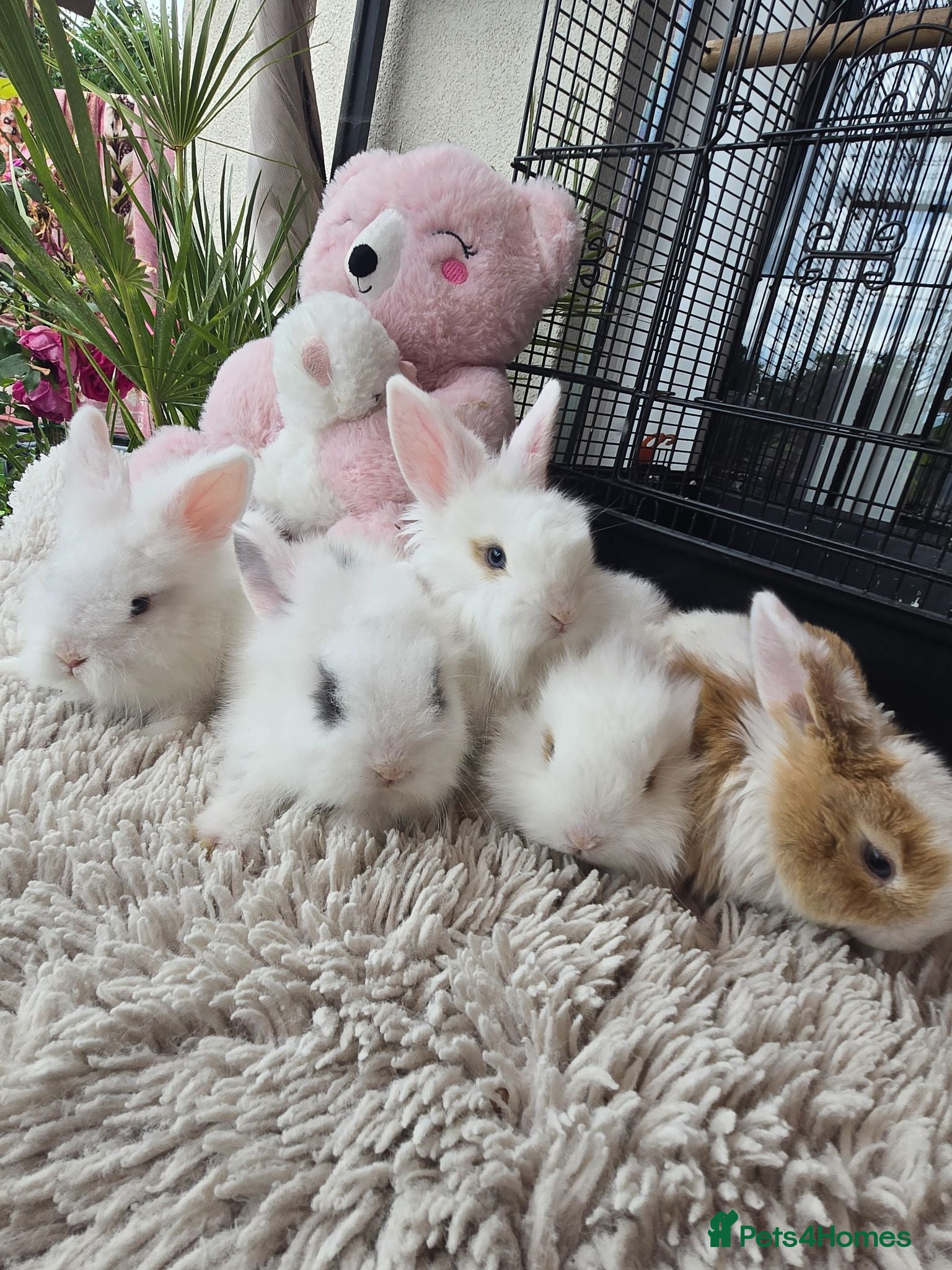 Mini Lion Lop rabbits Beautiful tame blue eye Supersoft babies.  - Advert 1