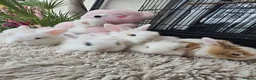Mini Lion Lop rabbits for sale: Beautiful tame blue eye Supersoft babies.  - Advert 1