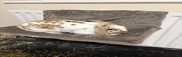 Mixed Breed rabbits for sale: Beautiful bonded rabbit pair in Cradley Heath - Advert 4
