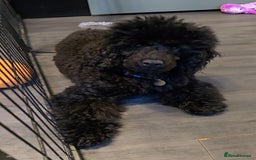 Miniature Poodle dogs for sale: 💥Last Male🤩black KC reg miniature poodle black in Chelmsford - Image 2