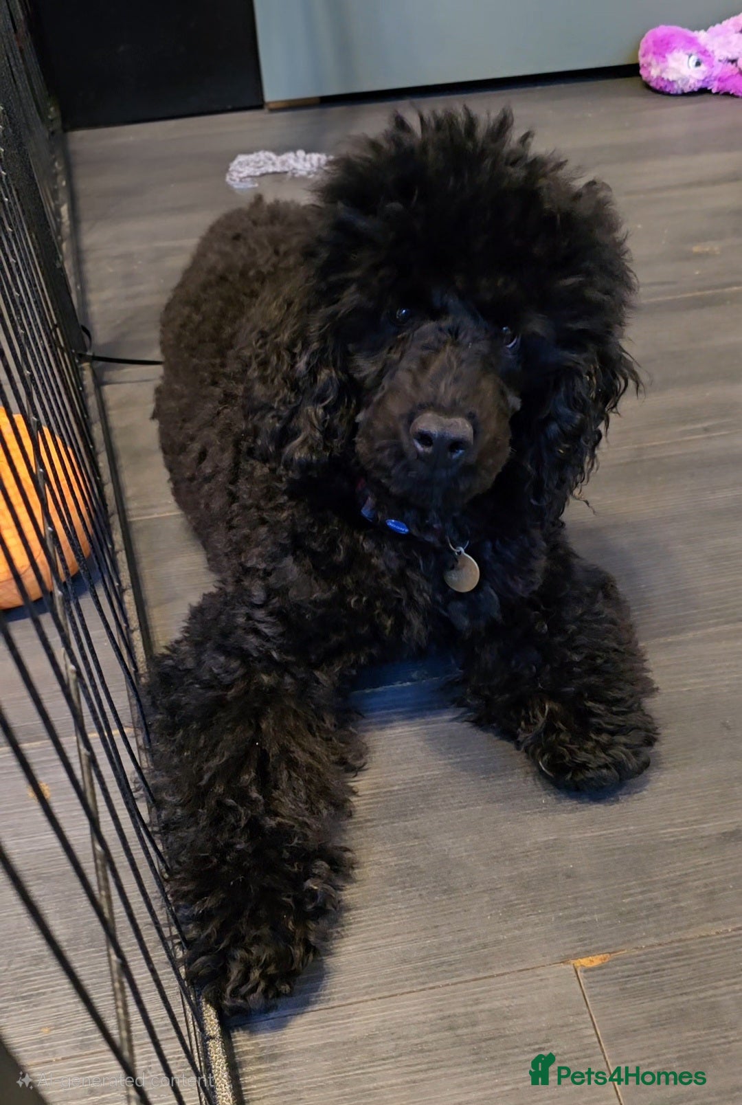 Miniature Poodle dogs for sale: 💥Last Male🤩black KC reg miniature poodle black in Chelmsford - Image 2