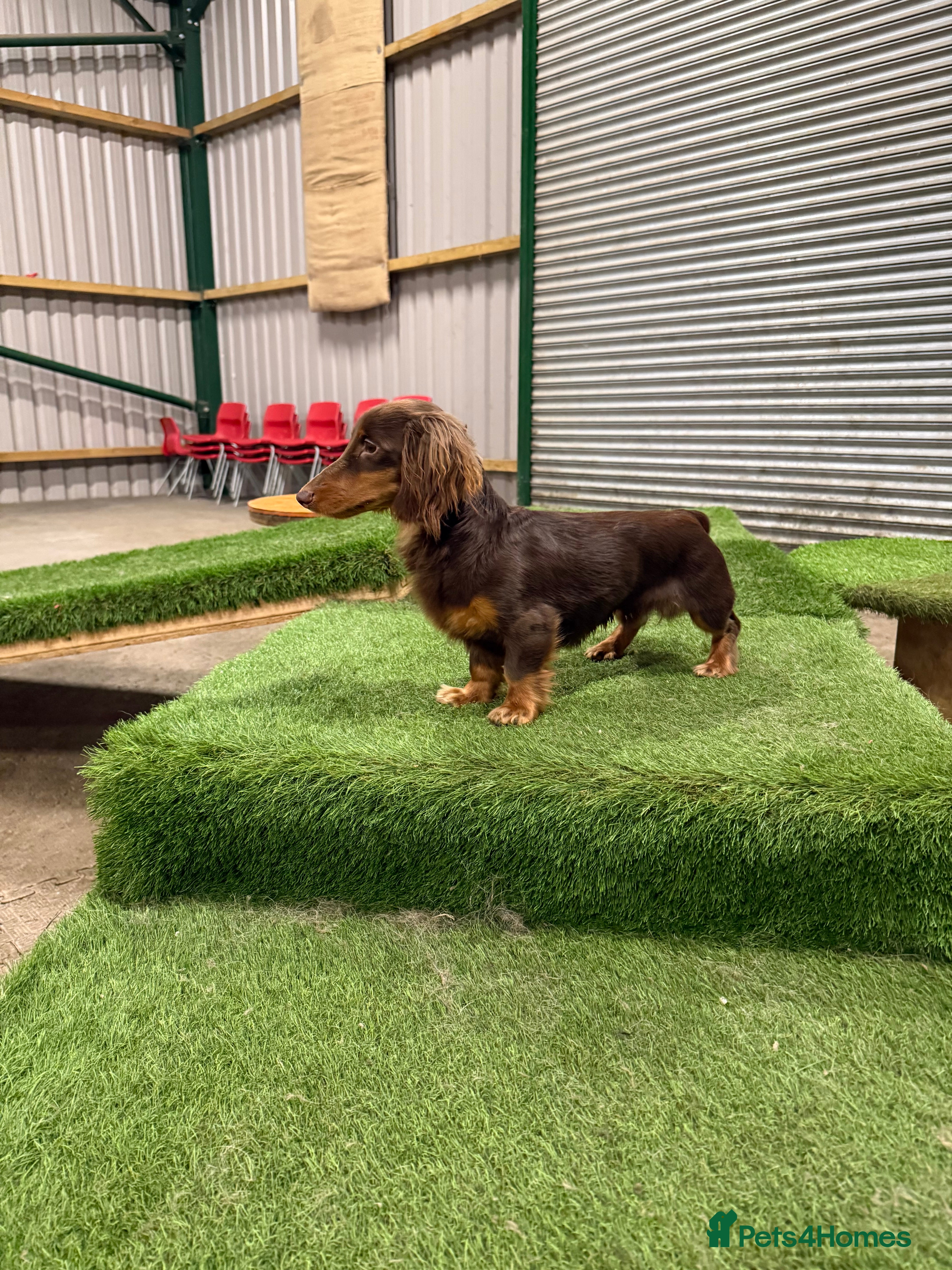 Miniature Dachshund dogs KC Long haired chocolate and tan stud boy - Advert 14