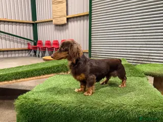 Miniature Dachshund dogs KC Long haired chocolate and tan stud boy - Advert 14