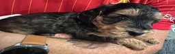 Cockapoo dogs for sale: Sable cockapoos, health tested parents  in Mansfield - Advert 8