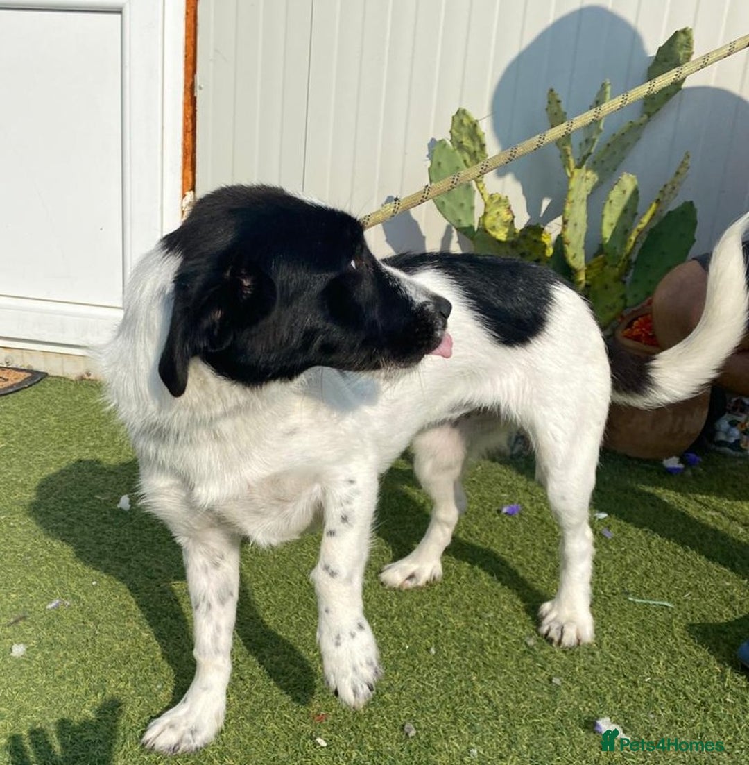 Mixed Breed dogs for adoption: Beautiful & Gentle LALY - for a Loving Home - Image 3