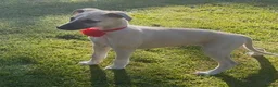 Whippet dogs for sale: Beautiful KC Whippet boy Puppy  - Advert 19