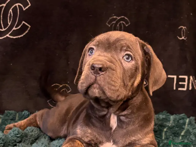 Cane Corso dogs for sale: ICCF REGISTERED CANE CORSO PUPPYS - Advert 2