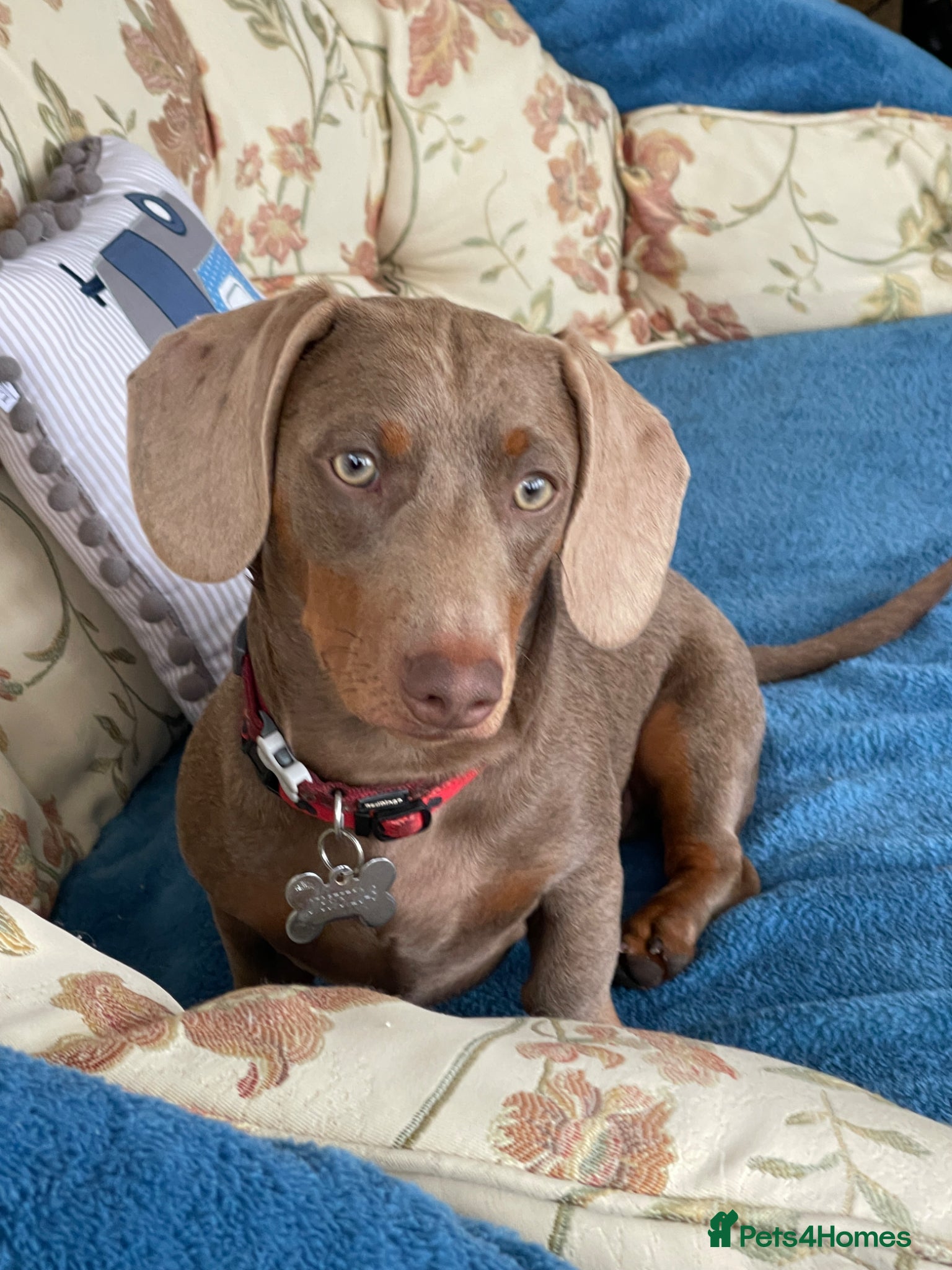 Miniature Dachshund dogs Milo miniature dachshund stud - Advert 10