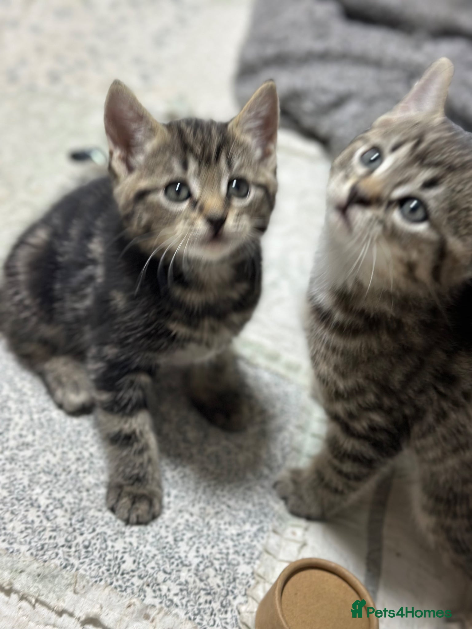 Mixed Breed cats Absolutely gorgeous female kitten for sale - Advert 2