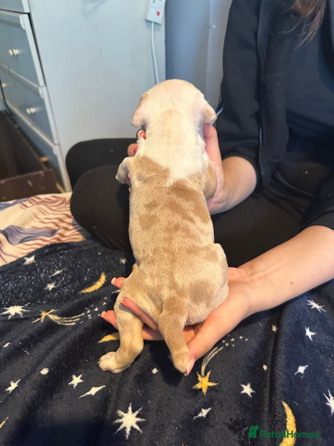 American Bully dogs for sale: ABKC REGISTERED Pocket Exotic/Extreme Bully PUPS! - Image 17