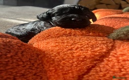 Cavapoo dogs for sale: Beautiful cavapoo puppies 🐾 - Image 9