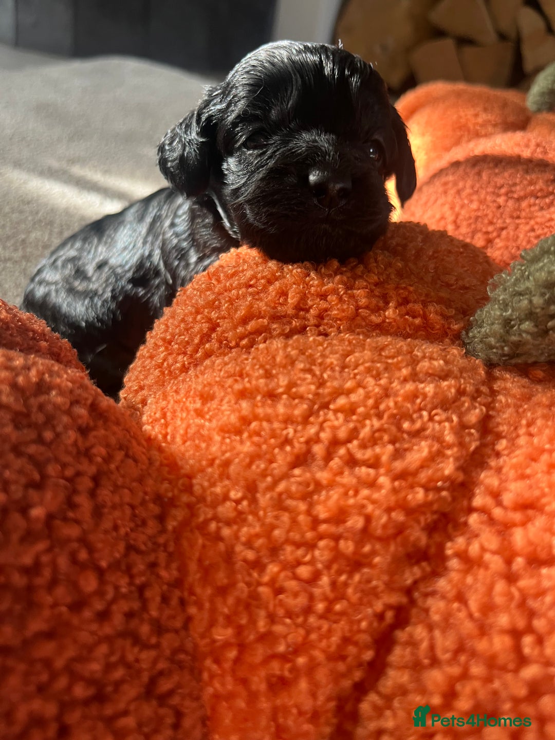 Cavapoo dogs for sale: Beautiful cavapoo puppies 🐾 - Image 9
