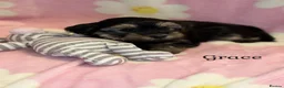 Yorkshire Terrier dogs for sale: Girls-Gorgeous Yorkshire Terrier-Ready 14 August - Advert 17