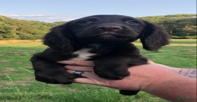Sprocker dogs - Advert 2