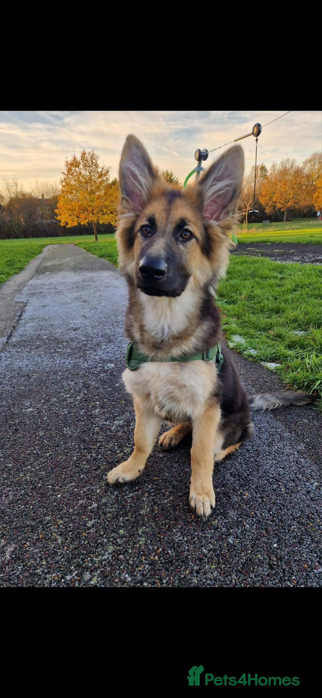 German Shepherd dogs for sale: 5 months old German shepherd  - Advert 1