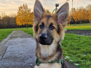 German Shepherd dogs 5 months old German shepherd - Advert 3