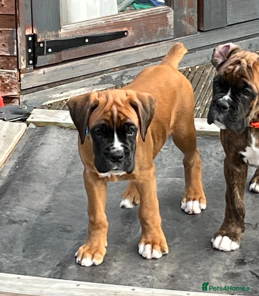 Boxer dogs for sale: Only 1 remaining! KC Boxer Puppies - Image 25