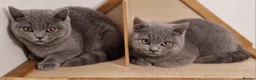 British Shorthair cats for sale: Gorgeous pedigree british blue kittens - Advert 2