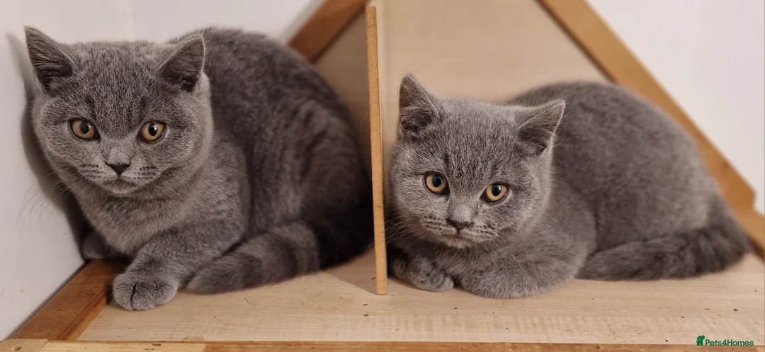 British Shorthair cats for sale: Gorgeous pedigree british blue kittens - Advert 2