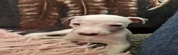Whippet dogs for sale: Heart and DNA tested Blue Parti Whippet Puppies. - Advert 22