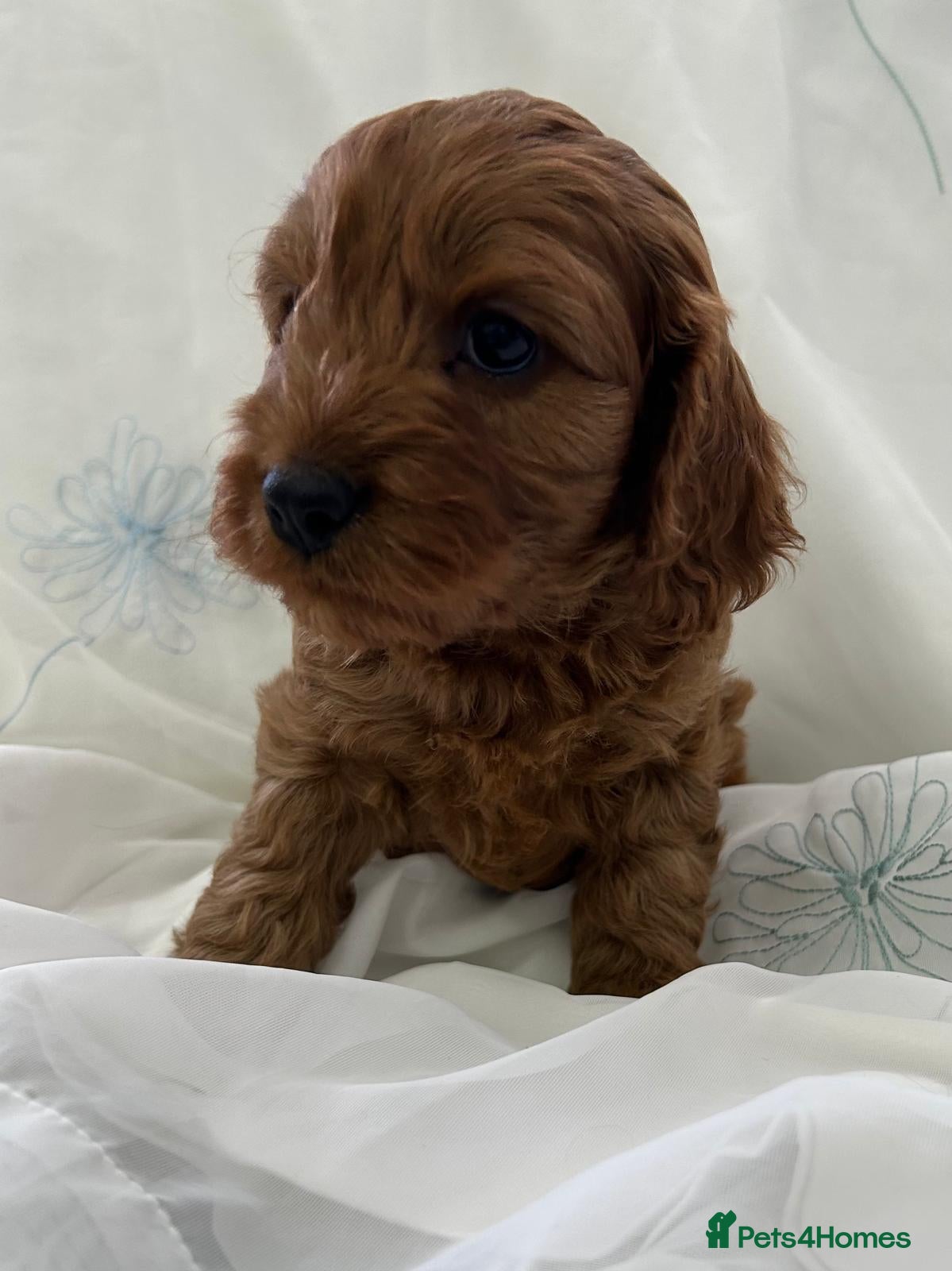 Cavapoo dogs Cavapoo f1 - Advert 2