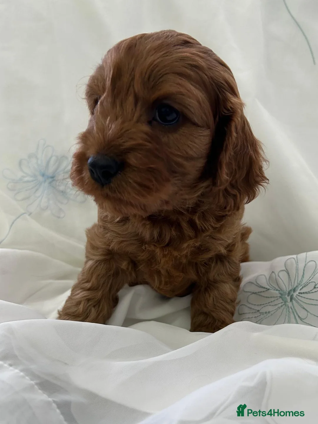 Cavapoo dogs for sale: Cavapoo f1 - Advert 2
