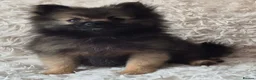 Pomeranian dogs for sale: Little pomeranian puppies  - Advert 6