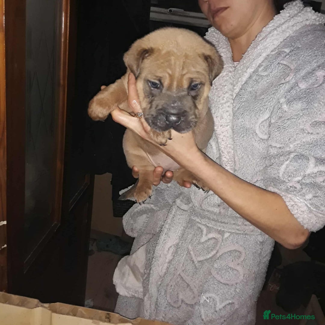 Mixed Breed dogs for sale: Bull-pei puppies - Advert 1