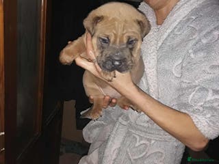 Mixed Breed dogs Bull-pei puppies - Advert 19