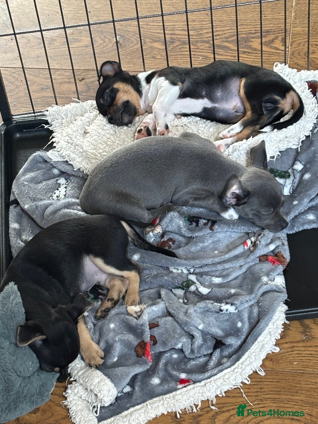 Chihuahua dogs for sale: 10 week old Chihuahua puppies. - Image 4